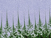 Rosemary Feld / 135sp